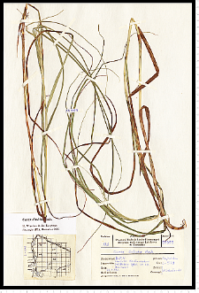 Carex disticha Huds.