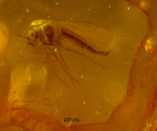 Diptera (Nematocera)