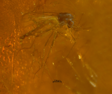 Chironomidae (Orthocladiinae)