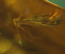 Chironomidae (Orthocladiinae)