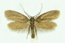 Lypusa maurella (Denis & Schiffermüller, 1775)