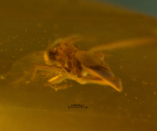 Diptera (Nematocera)