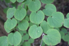 Cercidiphyllum japonicum Siebold & Zucc.