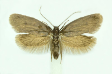 Lypusa maurella (Denis & Schiffermüller, 1775)
