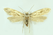 Dryadaula caucasica (Zagulajev, 1970)