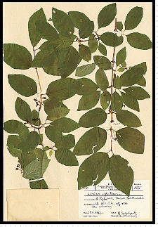 Lonicera xylosteum L.