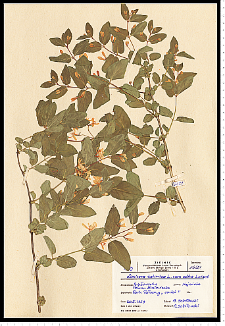 Lonicera tatarica L.