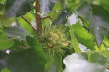 Corylus colurna L.