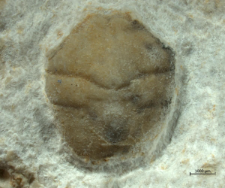 Goniodromites serratus