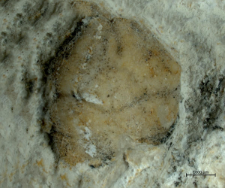 Tanidromites sculpta