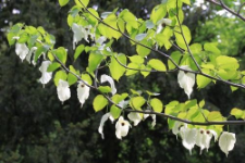 Davidia involucrata Baill.