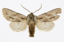 Asceroscopus sphinx