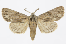 Asteroscopus sphinx