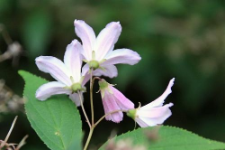 Deutzia ×rosea (Lemoine) Rehder