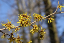 Hamamelis mollis Oliv. ex F.B.Forbes & Hemsl.