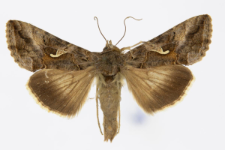 Autographa gamma