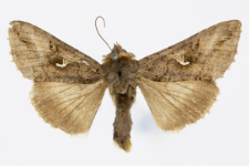 Autographa gamma