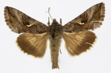 Autographa gamma