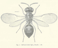 Observations on some parasites of Oscinella Frit Linn. Part 2