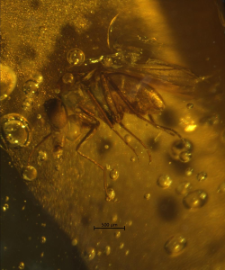 Dolichopodidae