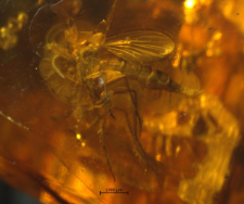 Mycetophilidae