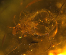 Cecidomyiidae