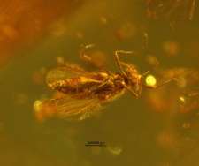 Dolichopodidae