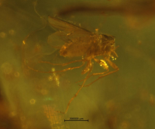 Dolichopodidae