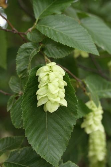 Ostrya carpinifolia Scop.