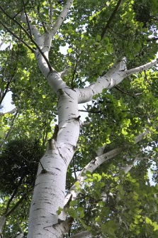 Populus alba L.