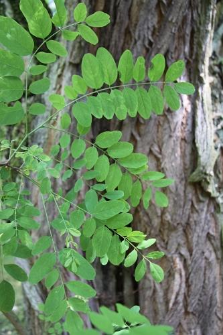 Robinia pseudoacacia L.