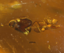 Hymenoptera (Proctotrupoidea)