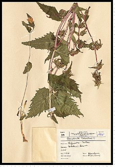 Campanula trachelium L.