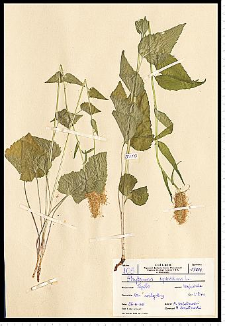 Phyteuma spicatum L.
