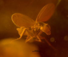 Dolichopodidae