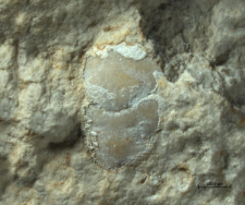 Goniodromitidae