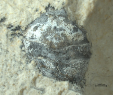 Goniodromites narinosus