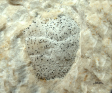 Goniodromites kubai