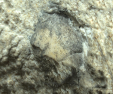 Tanidromites sculpta