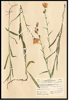 Campanula persicifolia L.