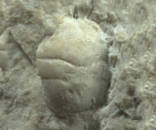 Goniodromites serratus