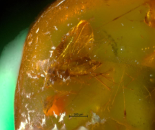 Cecidomyiidae