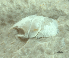 Goniodromites kubai