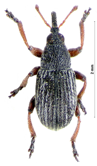 Exapion elongatulum (J. Desbrochers des Loges, 1891)