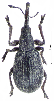 Ischnopterapion loti (W. Kirby, 1808)