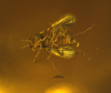 Diptera (Nematocera)