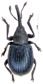 Omphalapion dispar (E.F. Germar, 1817)