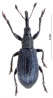 Stenopterapion meliloti (W. Kirby, 1808)