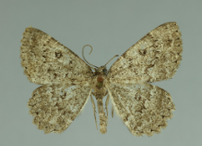 Charissa ambiguata (Duponchel, 1830)