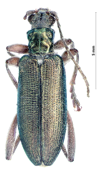 Donacia clavipes Fabricius, 1792